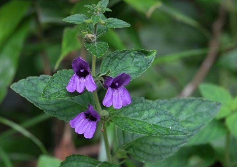 Nhân Trần (Adenosma glutinosum)